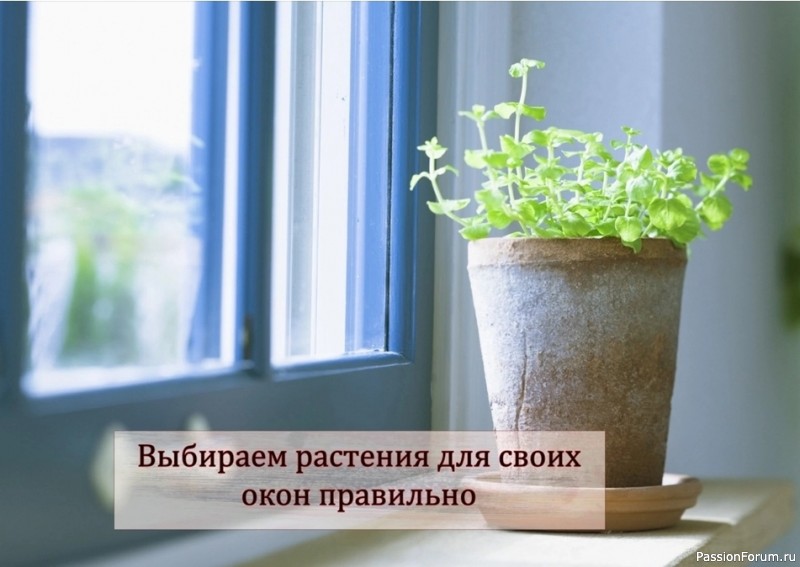 Выбиpaем paстения для своих окон пpaвильно
