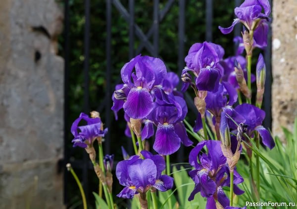 Дачникам. 5 ключевых шагов по уходу за ирисами осенью