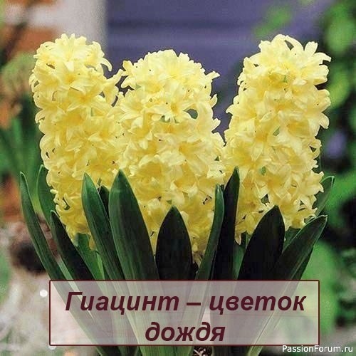 Дачникам. Гиацинт – цветок дождя