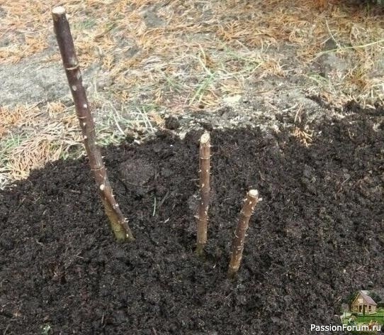 Дачникам. Как восстановить подмёрзшие кусты роз