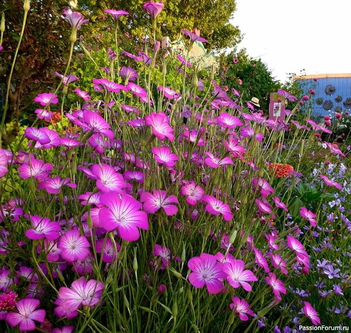 Дачникам. Какие цветы и как сеять в ноябре