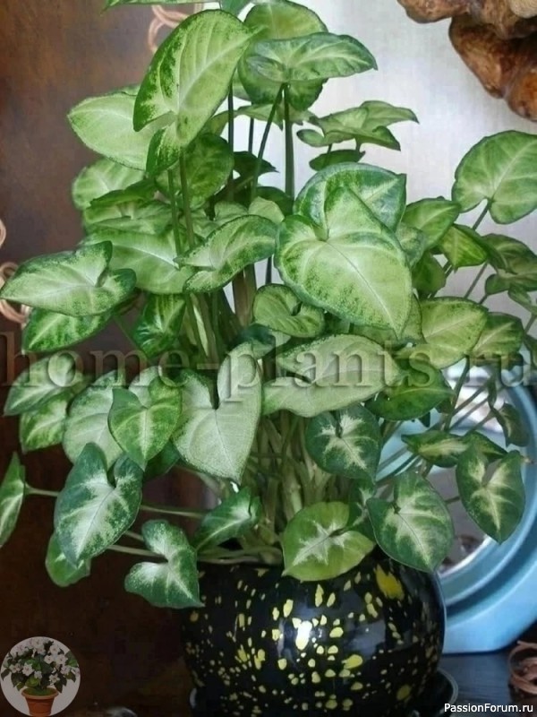 Комнатные растения. Сингoниум &mdash; тропическая лиана