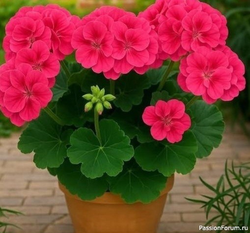 &laquo;Живая вода&raquo; для герани &mdash; простой рецепт, который работает