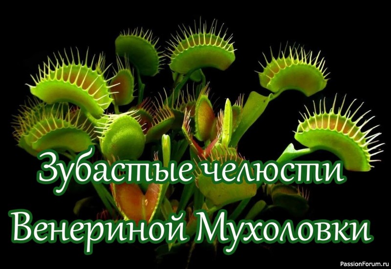 Комнатные растения. Венерина мухоловка