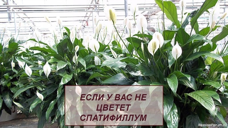 Комнатные растения. Если не цветет спатифиллум