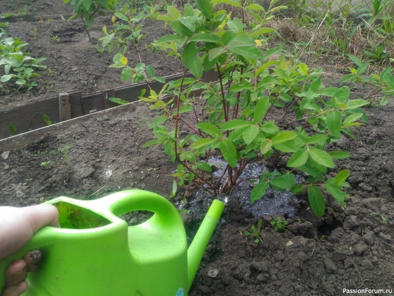 Дачникам. Весенняя подкормка жимолости