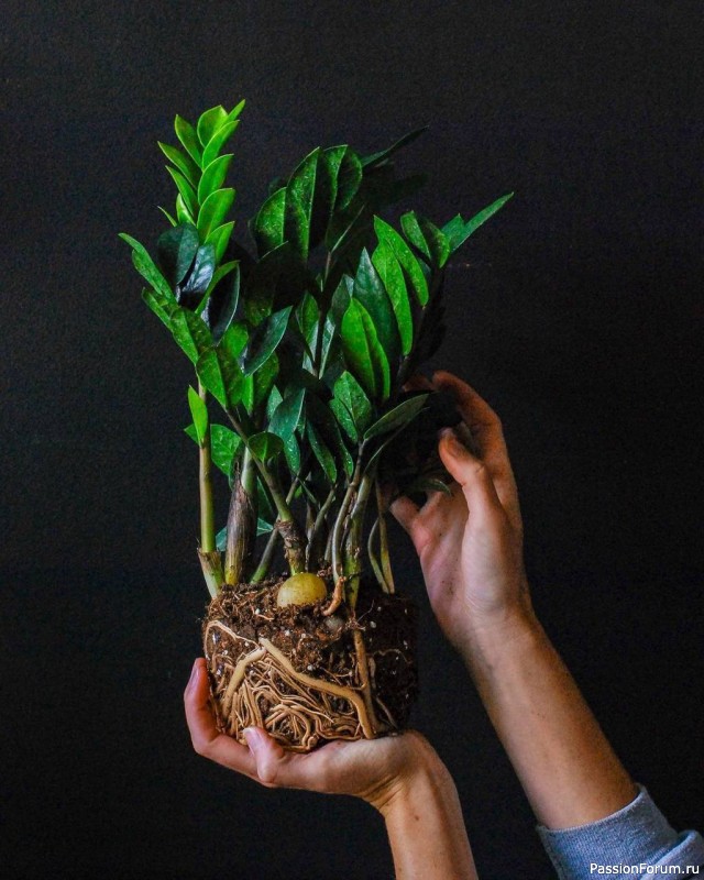 Три правила, чтобы замиокулькас активно разрастался