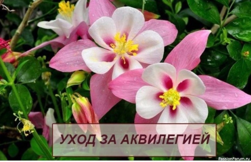 Аквилегия. Комнатное растение.