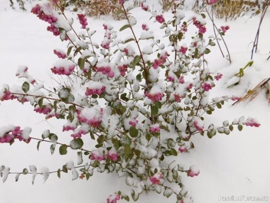 Дачникам. Кустарники, которые любят зиму