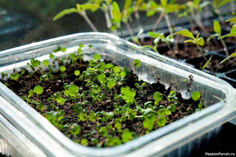 Дачникам. Технология выращивания рассады клубники из семян! Дачникам. Технология выращивания рассады клубники из семян!