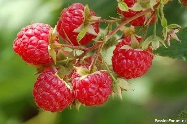 Дачникам. Как нужно ухаживать за малиной!