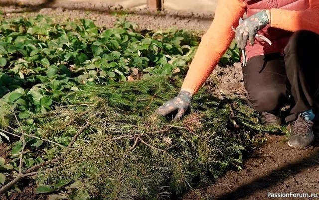 Дачникам. Как защитить клубнику зимой