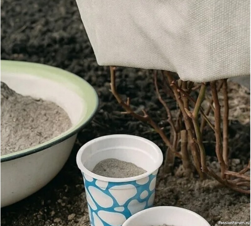 Дачникам. 9 растений, которые любят золу