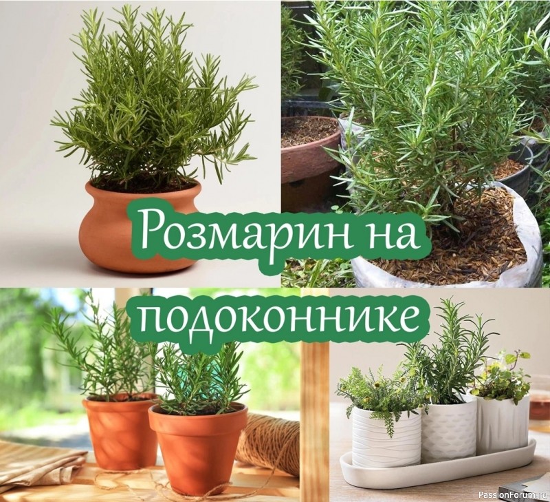 Розмарин на подоконнике