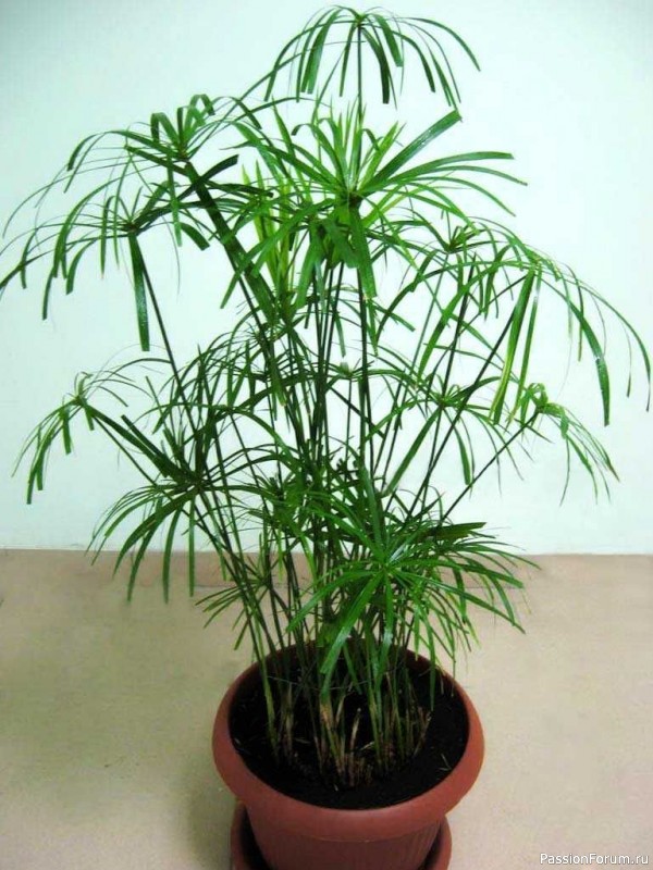 Комнатные растения. Циперус