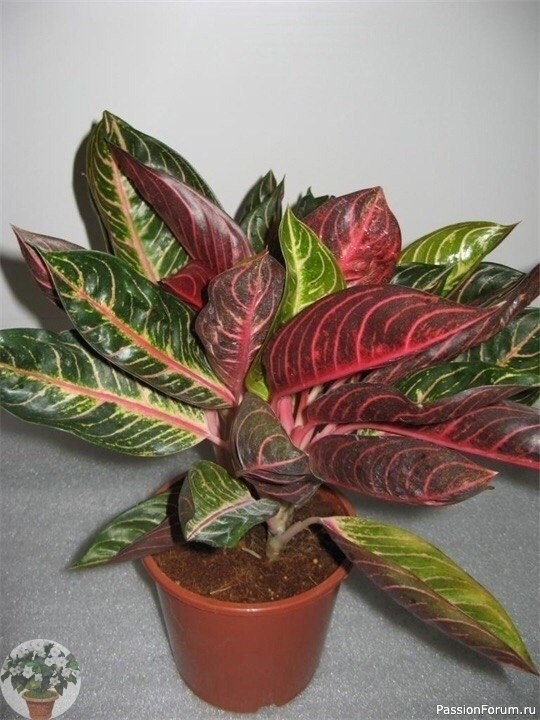 Комнатные растения. Уход за Аглаонемой