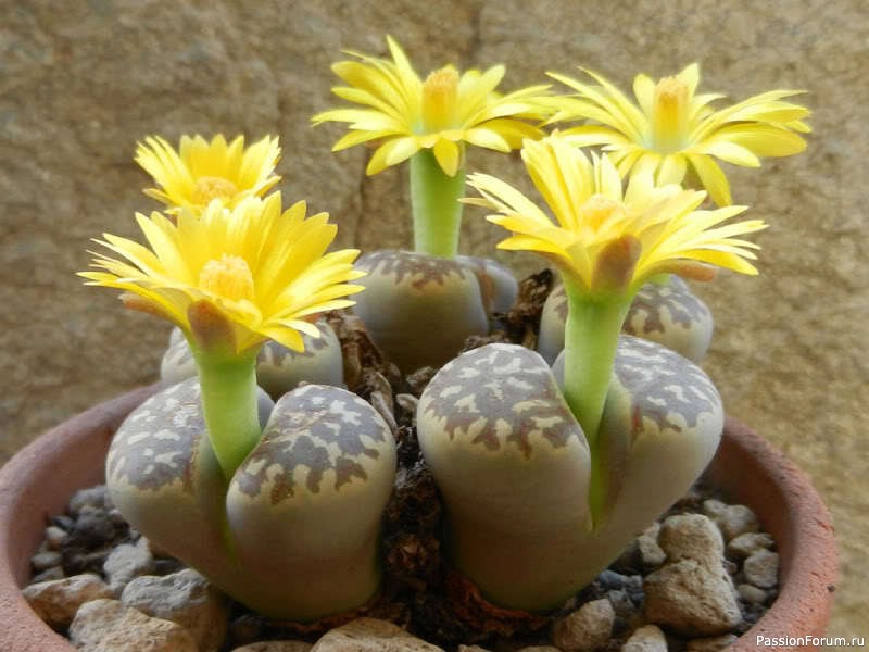 Комнатные растения. Литопсы