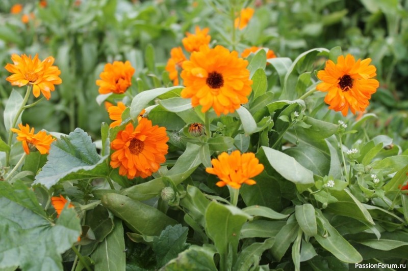 Календула на участке: природный страж вашего урожая