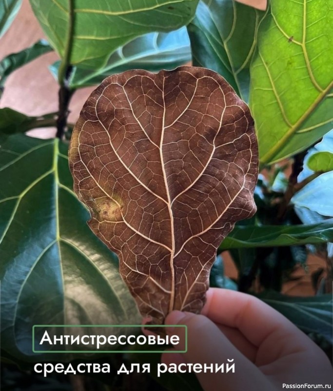Антистрессовые средства для растений
