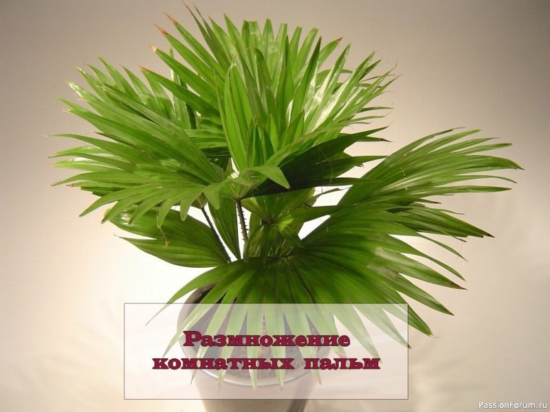 Комнатные растения. Размножение пальмы