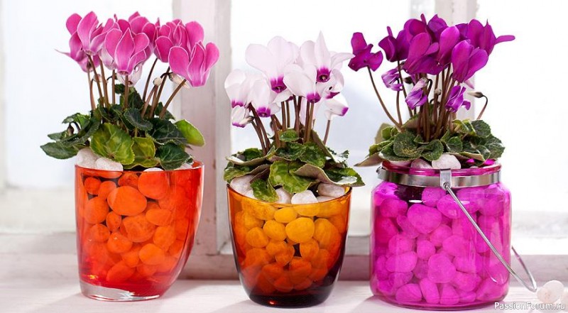 Комнатные растения. Цикламен: виды и условия содержания.