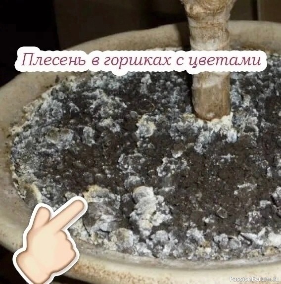 Комнатные растения. Плесень в горшках с цветами