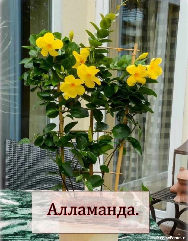 Комнатное растение Алламанда: уход