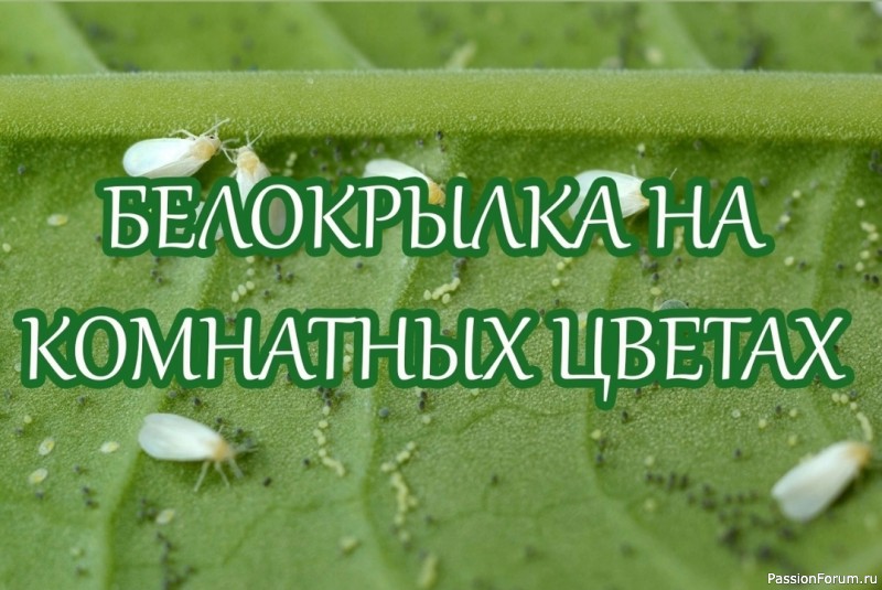 Белокрылка на комнатных цветах: как бороться? Белокрылка на комнатных цветах: как бороться?