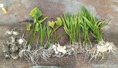 Дачникам. Как правильно сохранить клубни каллы зимой