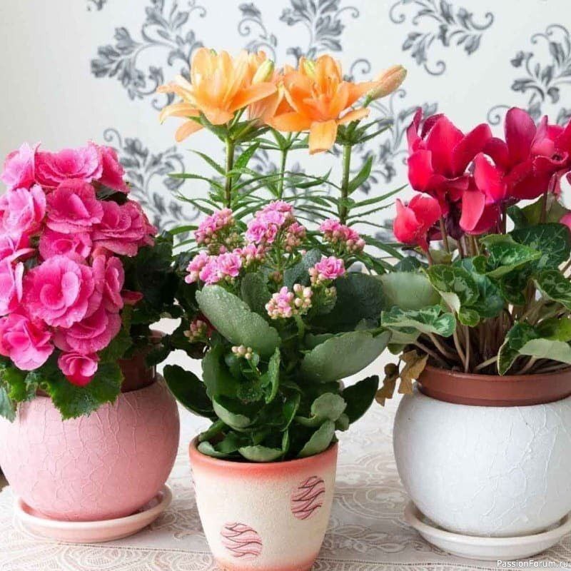 Стимулятор роста для комнатных растений