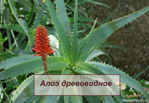 Комнатные растения. Алоэ древовидное