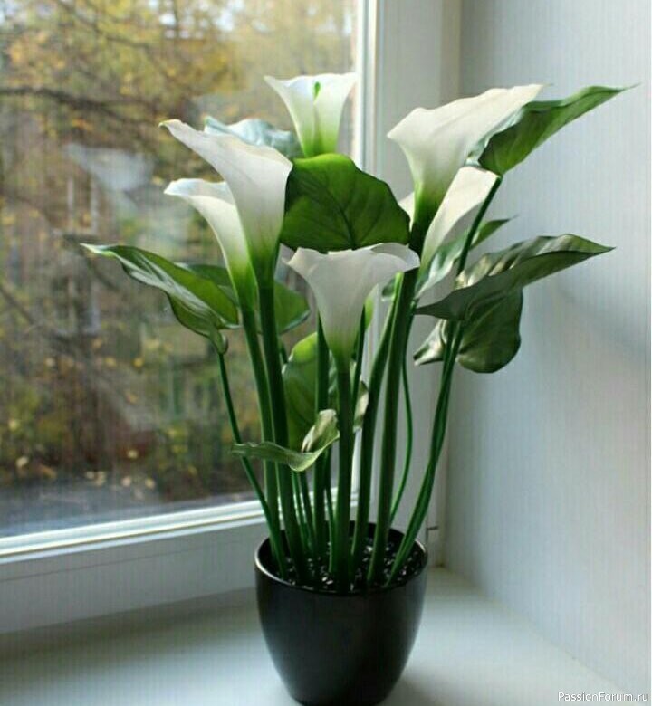 Комнатные растения. Каллы &mdash; уход и выращивание