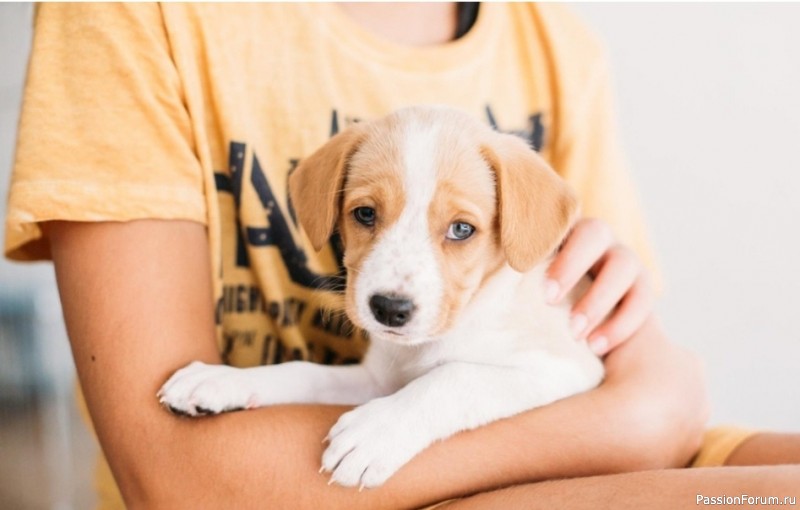 &laquo;Прости меня&raquo;: как извиниться перед собакой