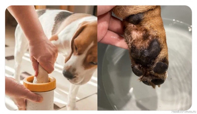 Что купить собаке: 7 неочевидных вещей, которые нужны собаководу