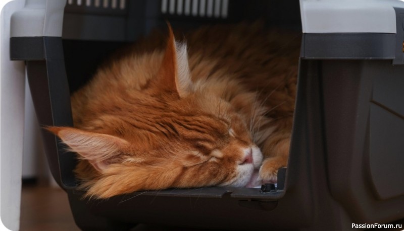 Автопутешествие с кошкой: правила безопасной поездки в праздники