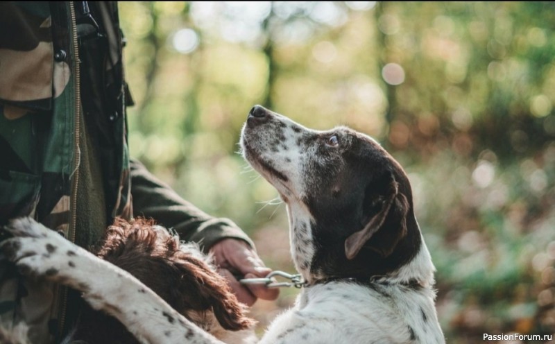 Почему меня любят собаки: 10 признаков, что вы — свой в стае Почему меня любят собаки: 10 признаков, что вы — свой в стае
