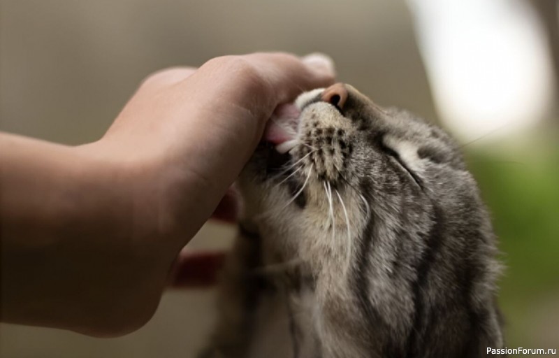 Кто более ласковый: кот или кошка – научный взгляд на вопрос Кто более ласковый: кот или кошка – научный взгляд на вопрос