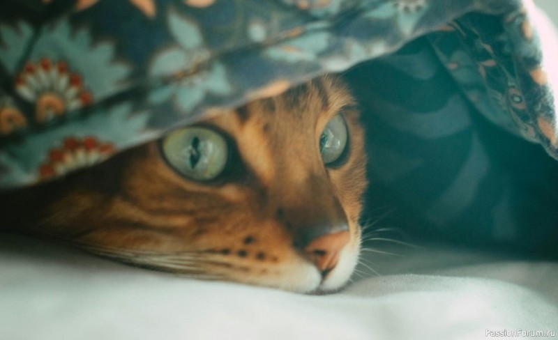 Как кошки шутят над нами: 8 смешных проделок Как кошки шутят над нами: 8 смешных проделок