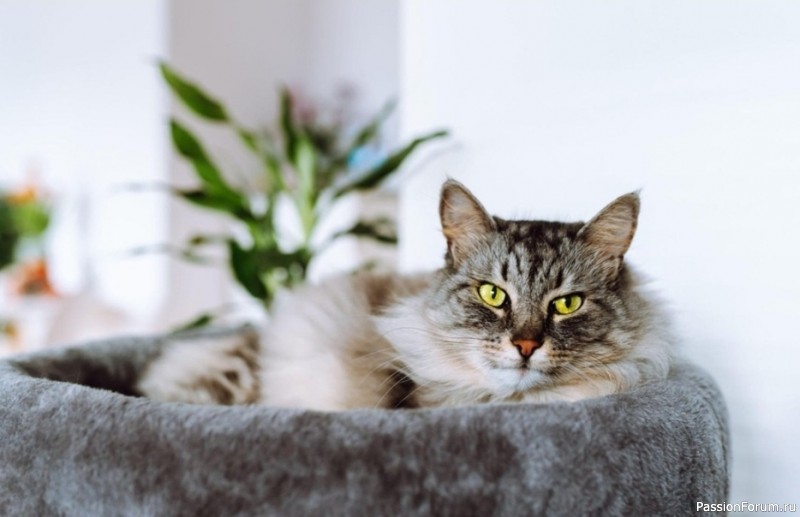 20 вещей, которые должны быть у каждой кошки 20 вещей, которые должны быть у каждой кошки