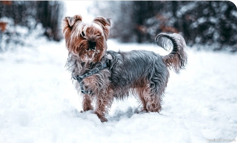 Спасаем подушечки: полный гид по защите собачьих лап зимой