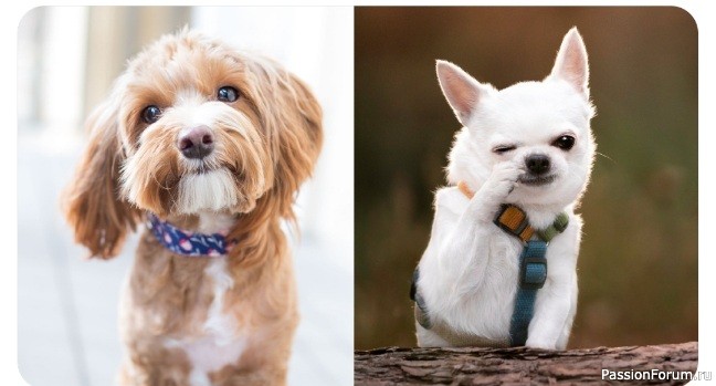 Язык тела собаки: как понимать, что хочет питомец