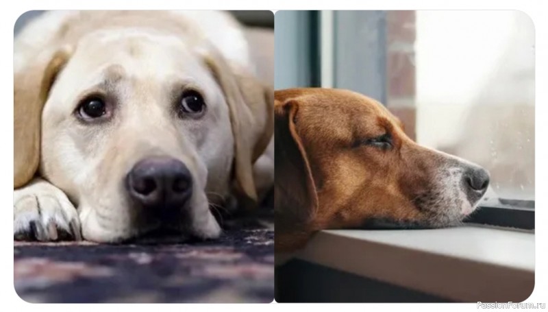 10 причин, из-за которых собака может грустить