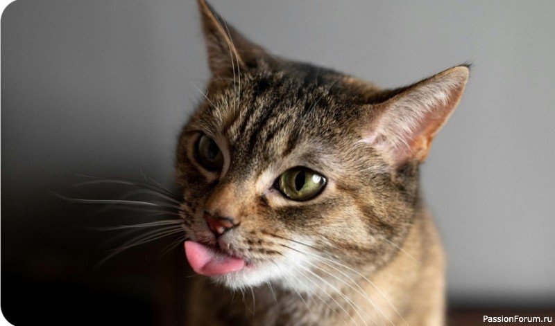 Как кошки разговаривают с нами: гид по кошачьей &laquo;речи&raquo;