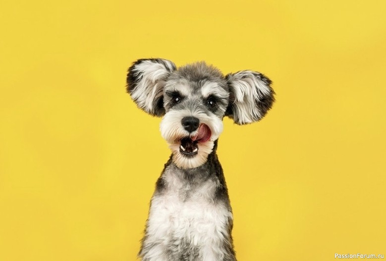 6 фраз, которые собачники не должны произносить