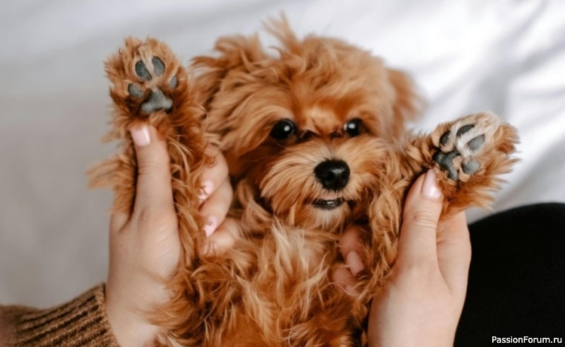 7 микропривычек для здоровья собаки