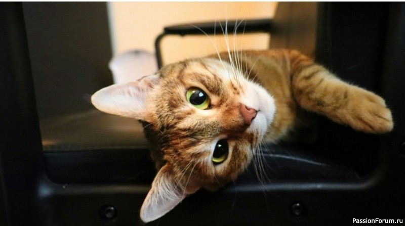 13 вещей, которые отличают кошку от кота