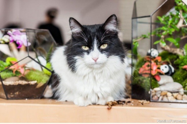 Есть ли у кошек память о прошлом Есть ли у кошек память о прошлом