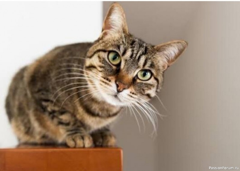 Почему кошки по-разному мяукают с каждым человеком