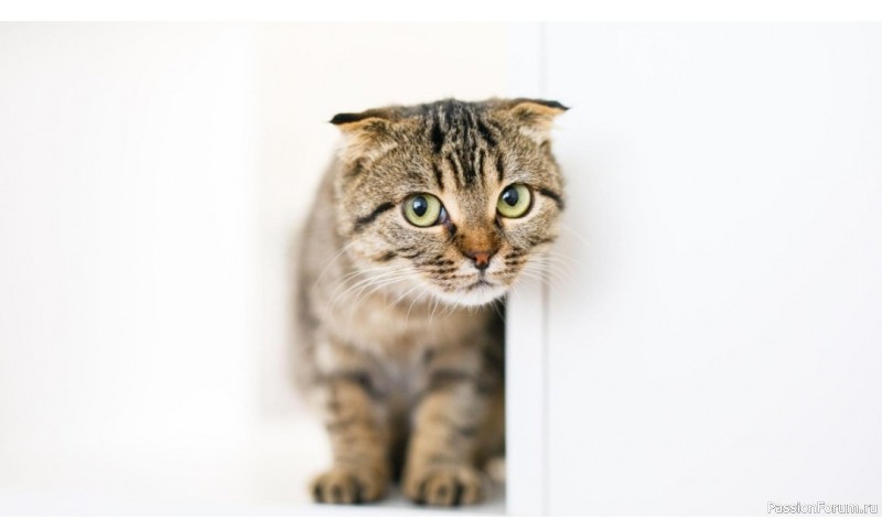 Скучают ли кошки, когда остаются дома без нас