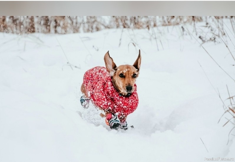 Зимний гардероб для собаки: кому это действительно необходимо